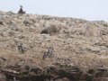 islas bellestas - humboldt pinguine.JPG