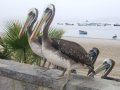 pelikane in pisco.JPG