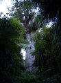 kauri forest-dieser baum hat einen durchmesser von 17metern.JPG