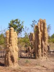  termite mounts im litchfield np.JPG